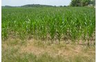 Property photo 31 - 51.5 Acres Offered in 5 tracts, 2 Farm Sites
